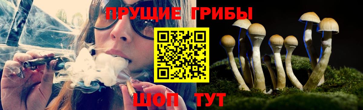 Богданович  Псилоцибиновые грибы Psilocybine cubensis  Вход с VPN 
